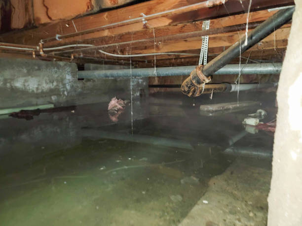 Best Flood damage cleanup  in Camanche, IA