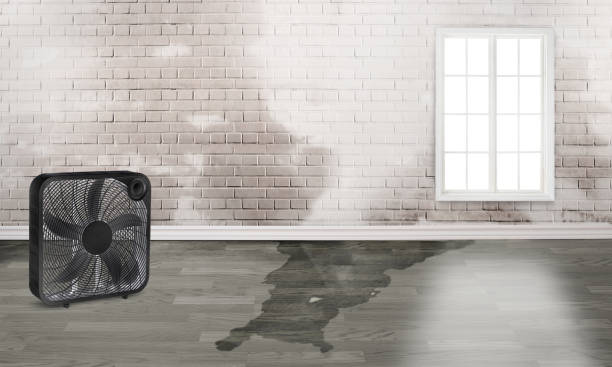 Best Water damage repair service  in Camanche, IA